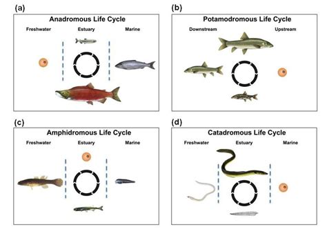 Migration in fishes .